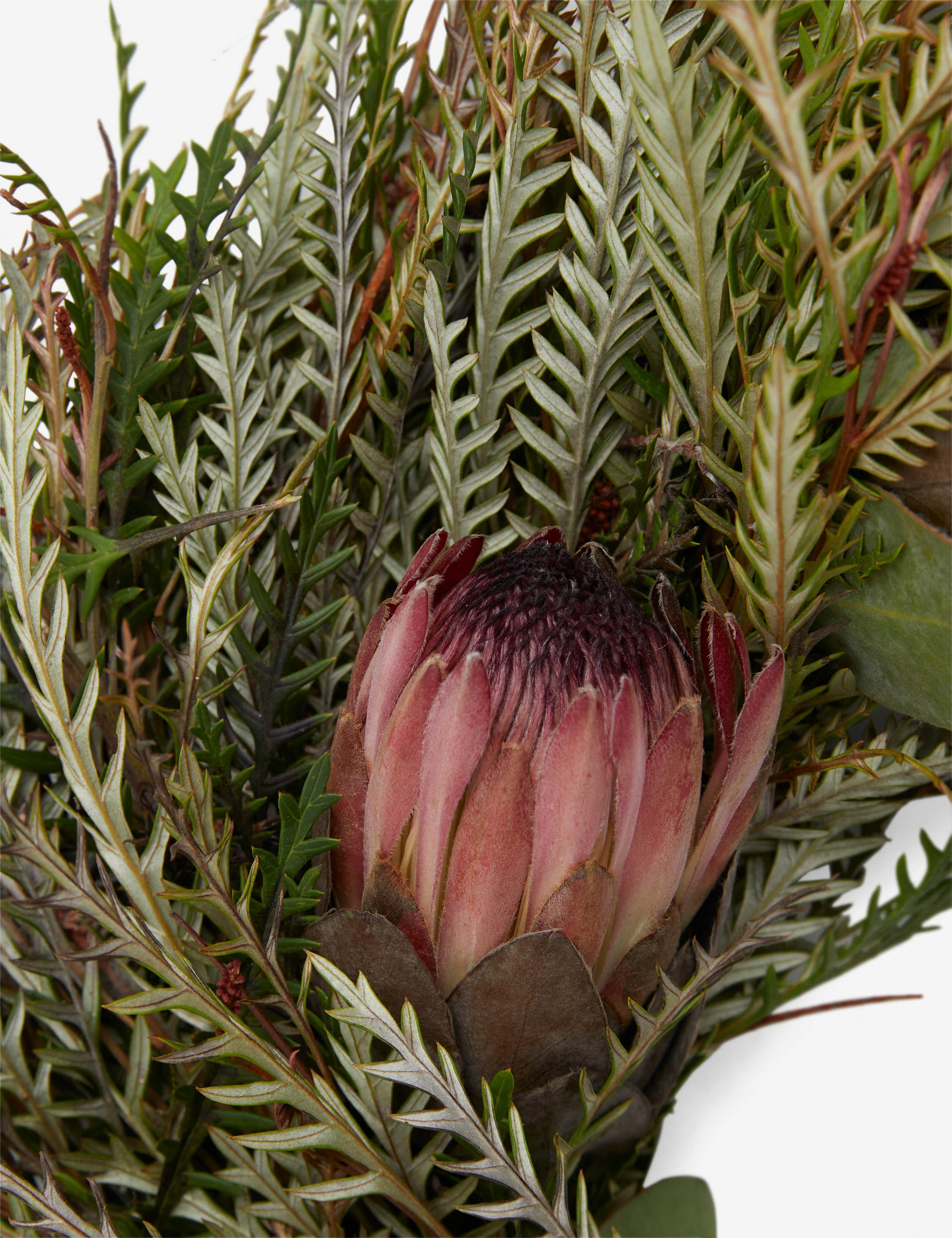 Fresh Handmade Grevillea and Pink Ice Protea Wreath - Image 3
