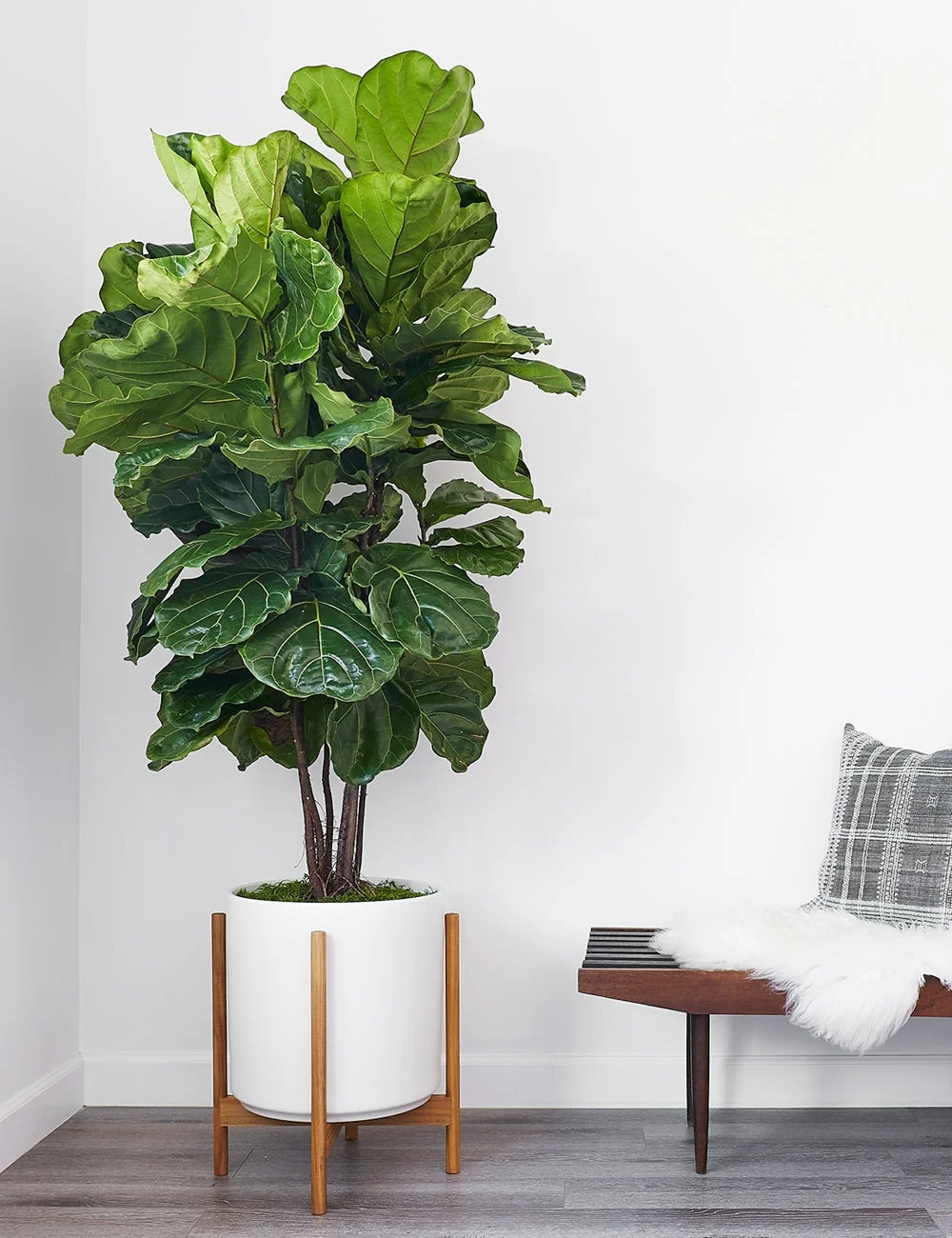 Ceramic Planter Pot + Teak Stand by LBE Design - Image 16