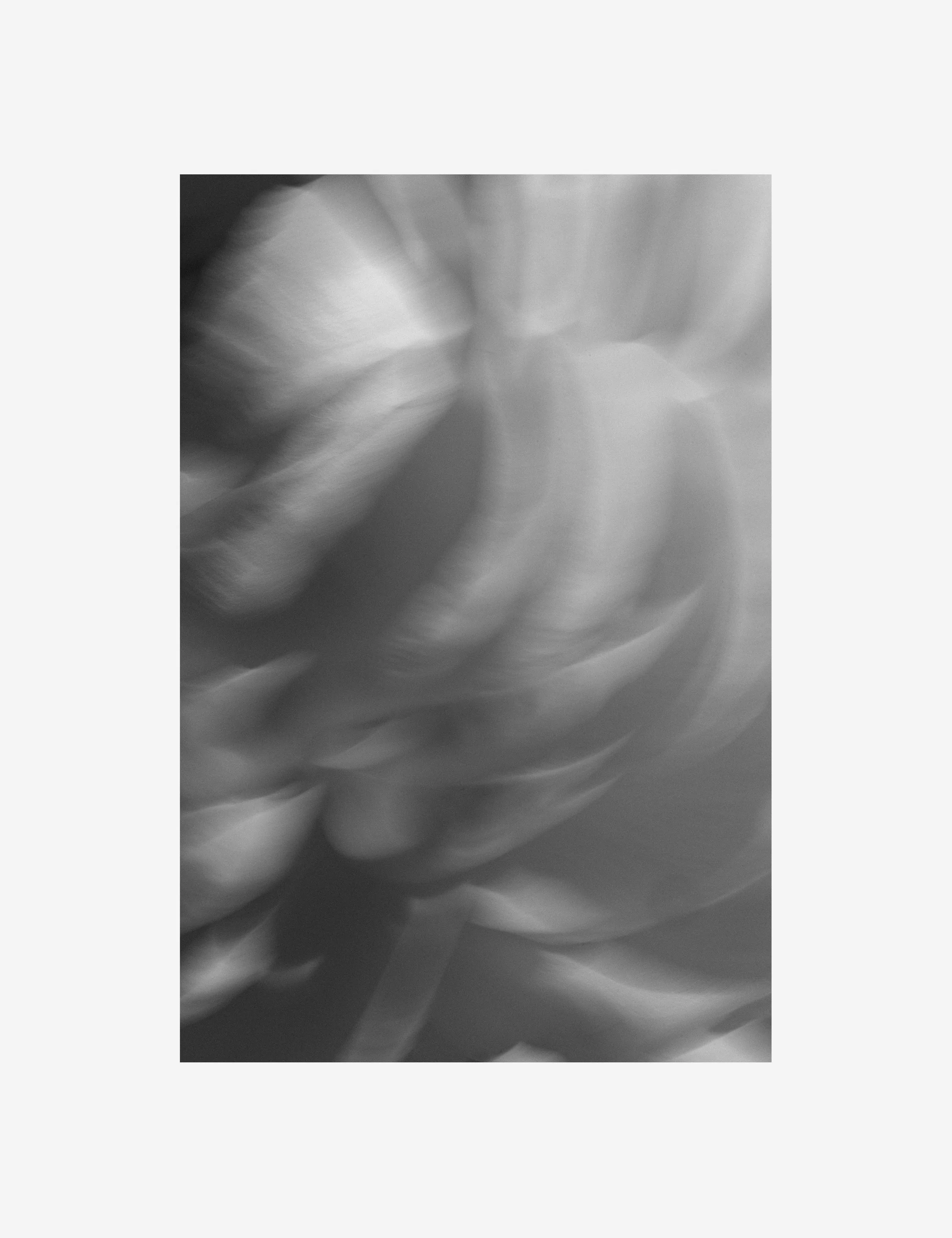 Ranunculus 1 Photography Print by Carley Rudd - Image 2