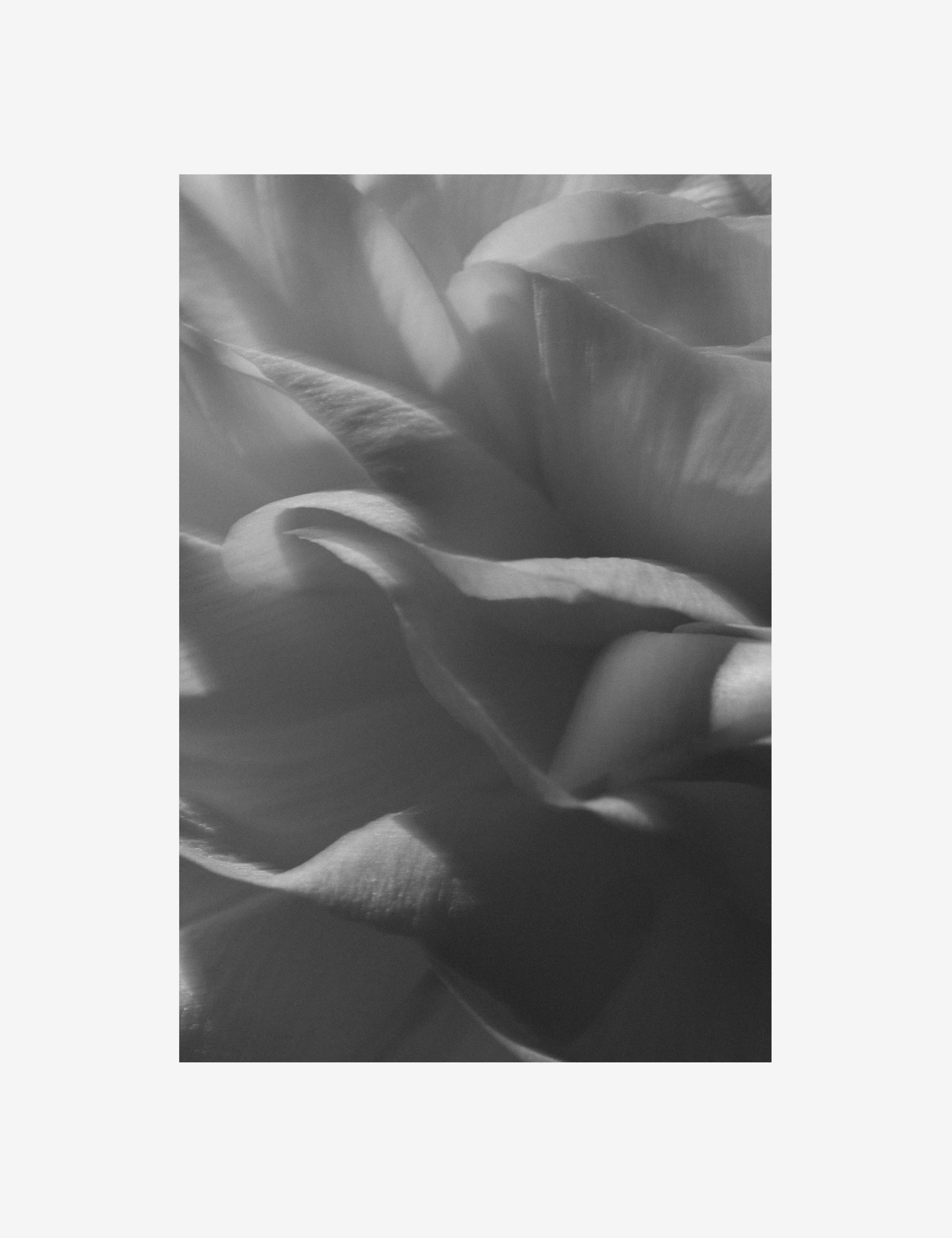 Ranunculus 3 Photography Print by Carley Rudd - Image 2