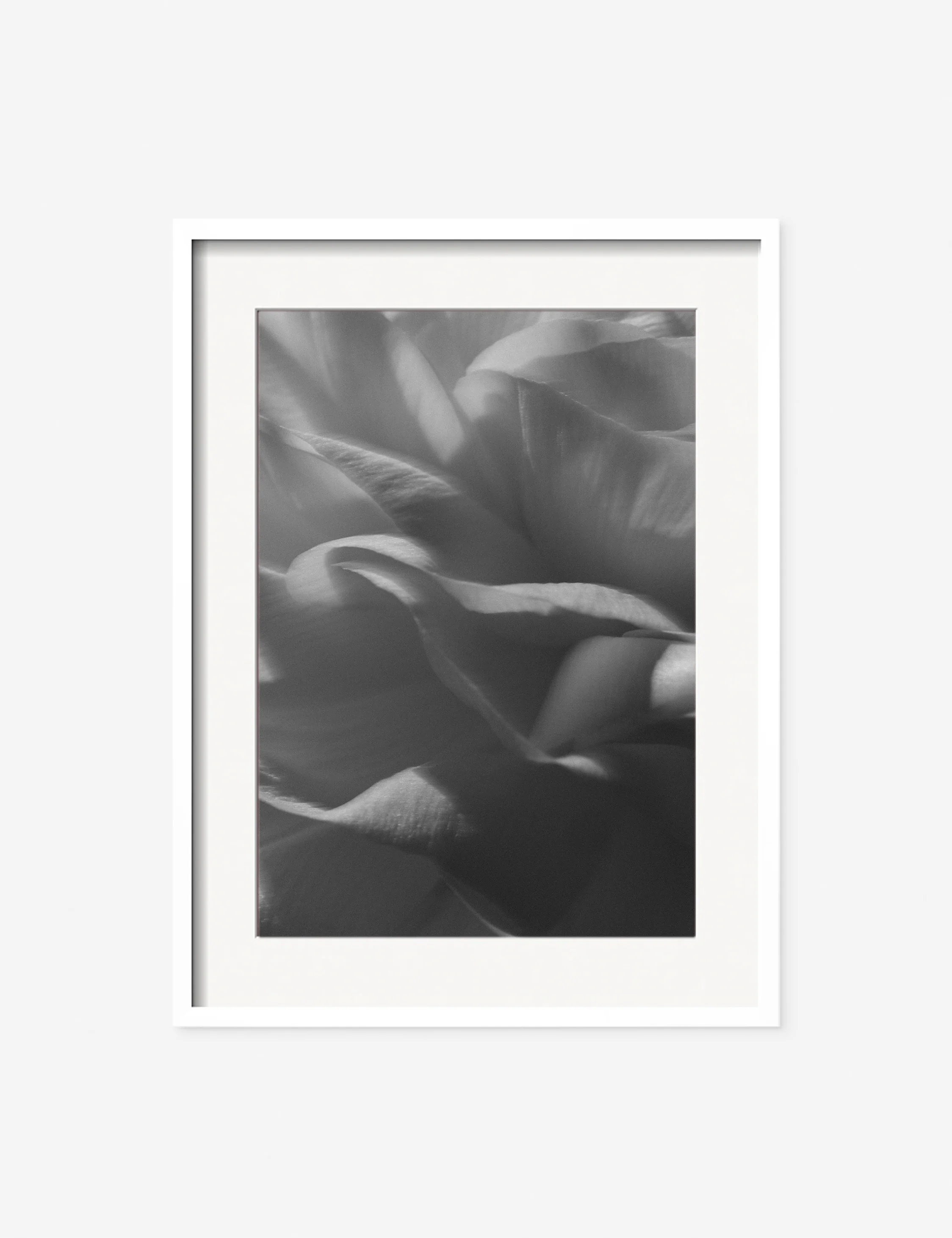 Ranunculus 3 Photography Print by Carley Rudd - Image 3