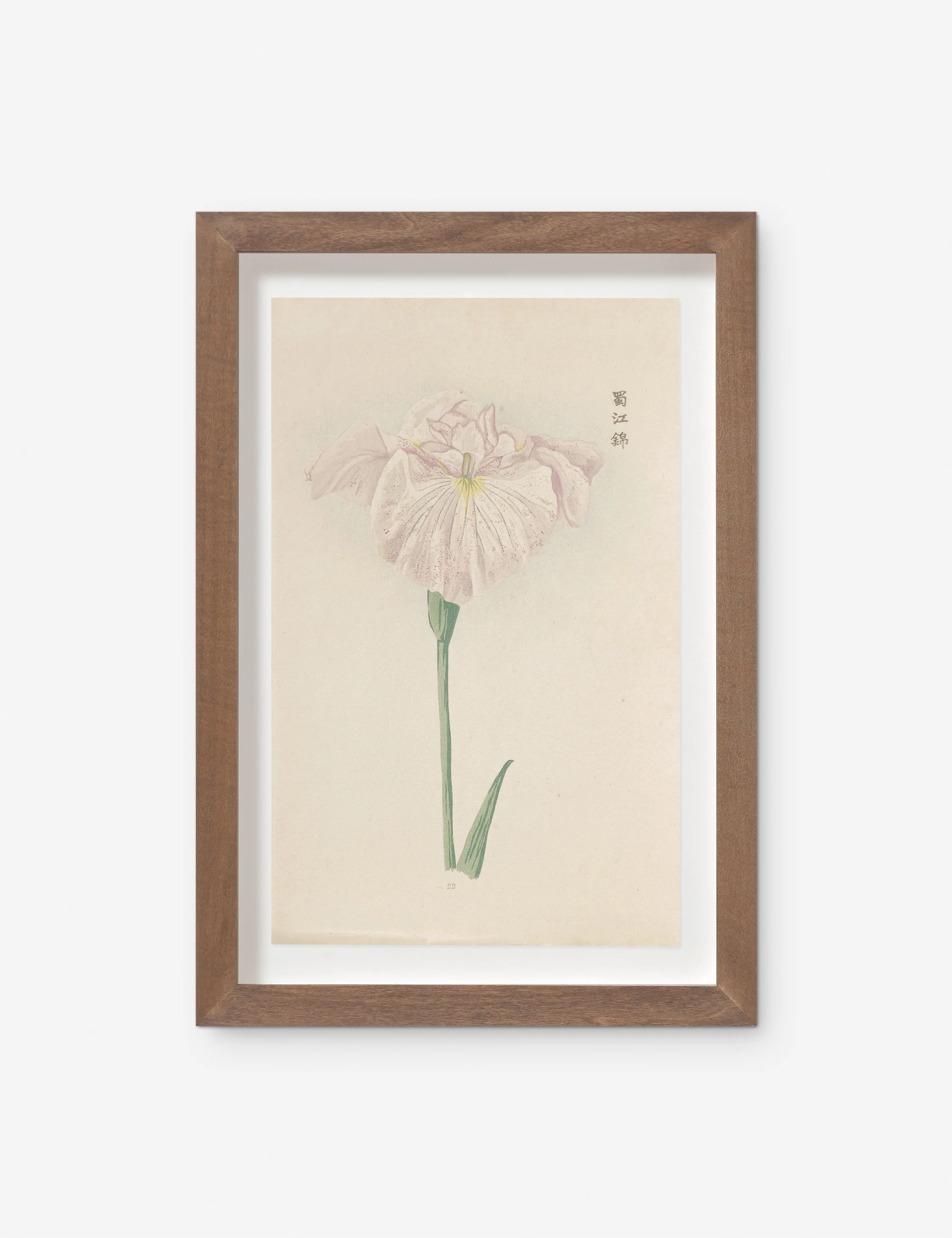 Vintage Japanese Iris No. 22 Wall Art by Miyoshi Manabu